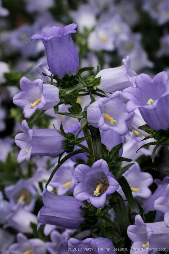 lavieestbelIe's tweet photo. Canterbury Bells https://t.co/hUAE17w8S2