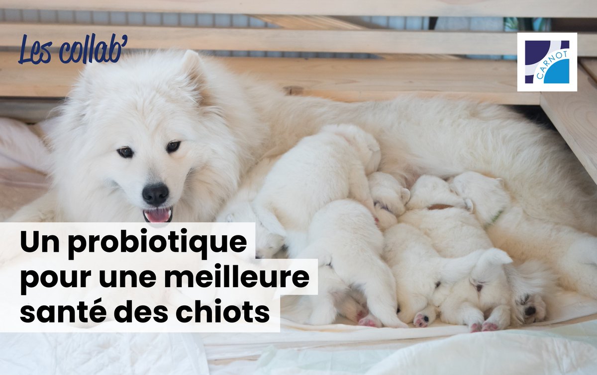 Institut Carnot STAR (@icarnot_star) on Twitter photo LES COLLAB' #11 | 🤝
<a href="/reseau_c2vn/">C2VN</a> , <a href="/LallemandAnimal/">Lallemand Animal Nutrition</a> et <a href="/env_toulouse/">Ecole Nationale Vétérinaire de Toulouse</a> collaborent autour d'un projet pour assurer la bonne santé des jeunes chiots. 🐶
🔬 Les études portent sur l'importance du microbiote 🦠 chez les chiots mais aussi chez leurs mères.
👉carnotstar.univ-amu.fr/fr/partenariat… LES COLLAB' #11 | 🤝
<a href="/reseau_c2vn/">C2VN</a> , <a href="/LallemandAnimal/">Lallemand Animal Nutrition</a> et <a href="/env_toulouse/">Ecole Nationale Vétérinaire de Toulouse</a> collaborent autour d'un projet pour assurer la bonne santé des jeunes chiots. 🐶
🔬 Les études portent sur l'importance du microbiote 🦠 chez les chiots mais aussi chez leurs mères.
👉carnotstar.univ-amu.fr/fr/partenariat…