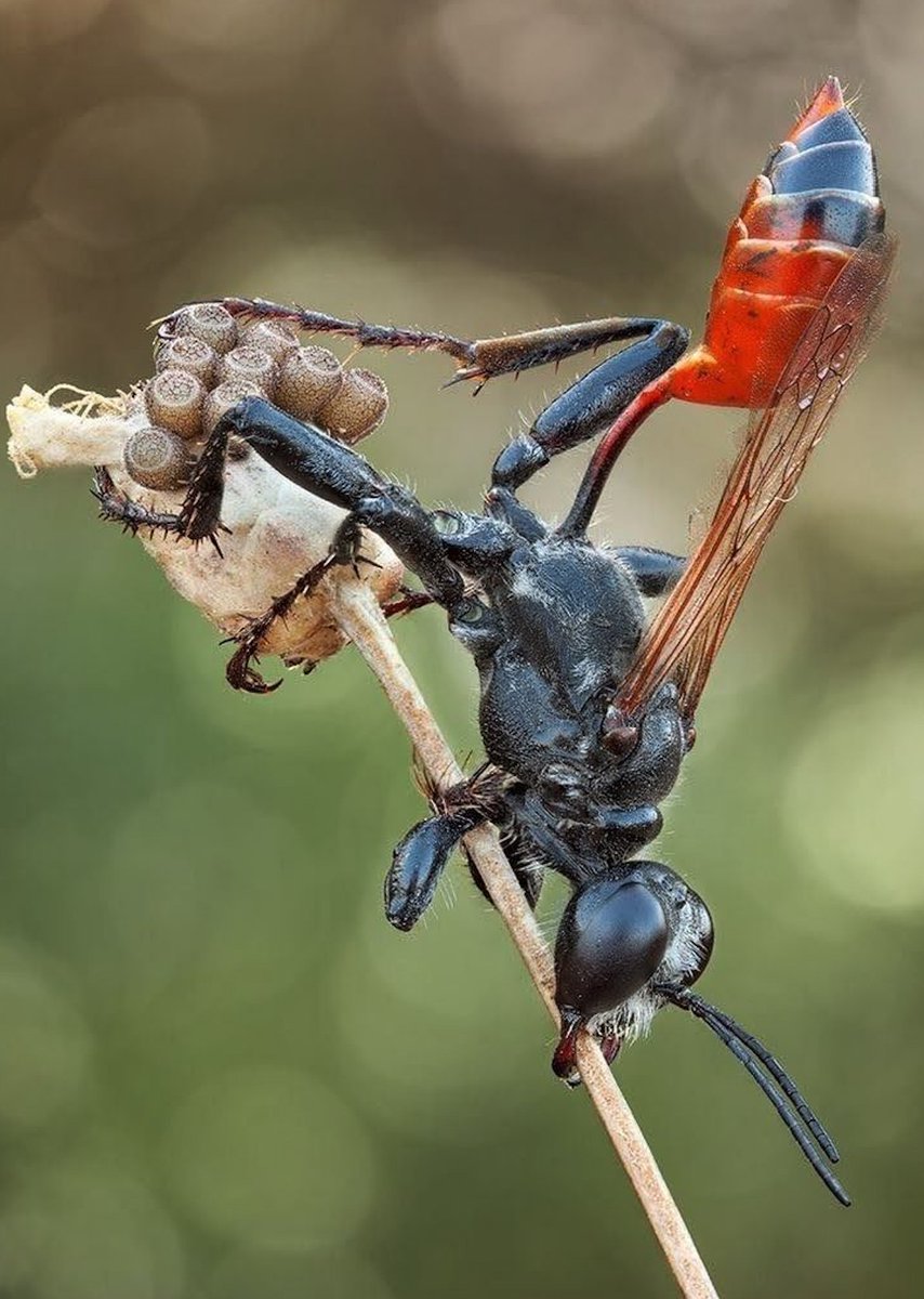 Insectopiaa's tweet photo. #insects #ants https://t.co/8c0gTuvTJi