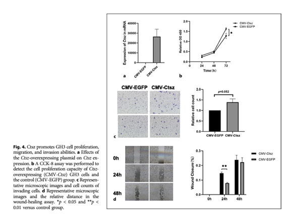 sociedadSEEN's tweet image. 🆕Clinical and Proteomic-Based Molecular Characterizations of Invasive and Noninvasive Somatotroph PitNETs

👉la alta expresión de CTSZ como un factor que contribuye a la transformación invasiva y el mal px en los #PitNET somatotropos
karger.com/nen/article-ab…
@NeuroendocrinoS