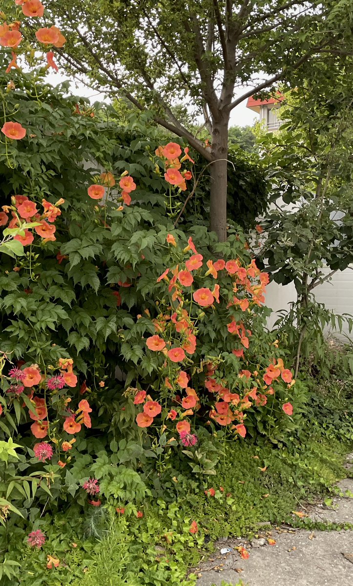 oozeroom's tweet photo. 여름 보내주기 https://t.co/HJOAjZ8Rdw