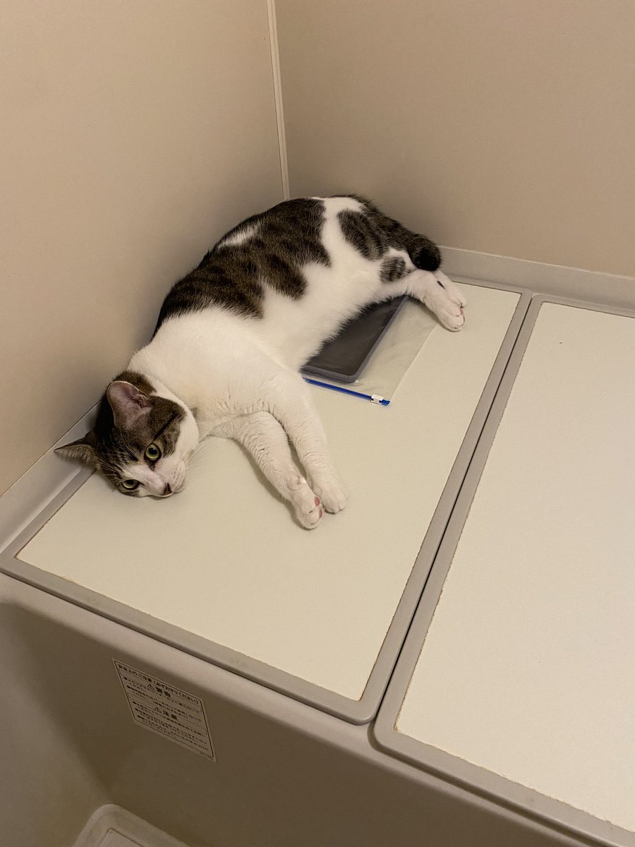 52Te34Se's tweet photo. iPadをジッパーバッグに入れてお風呂に持ち込んだ。
猫さまから不許可を喰らった。
断固拒否の構え。
これは仕方がないね！ https://t.co/44dMOvPYO6