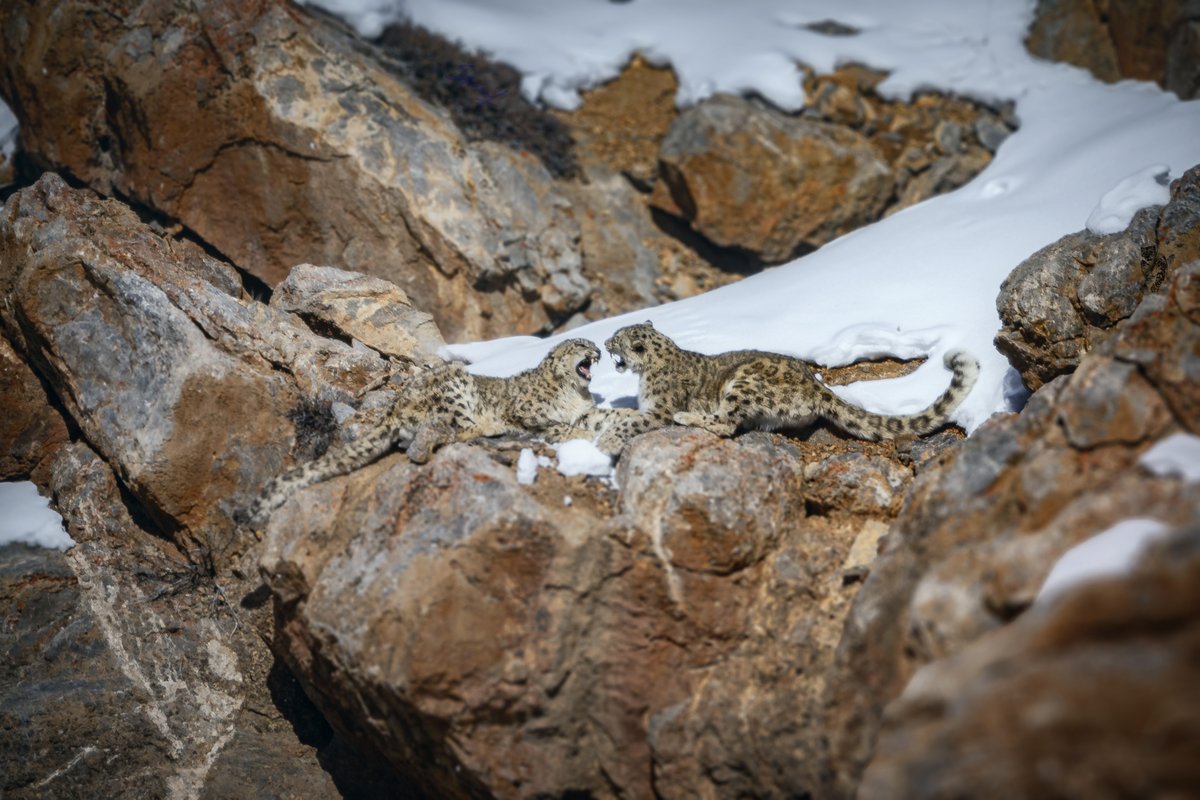 A fierce battle for dominance, or flirting before courting.
#snowleopard #snowleopardfight #snowleopardmating #WildlifePhotography #NaturePhotography #animalkingdom  #nature #snowleopardman #snowleopardexpedition #wildlifetourism #incredibleindia #ismailshariff