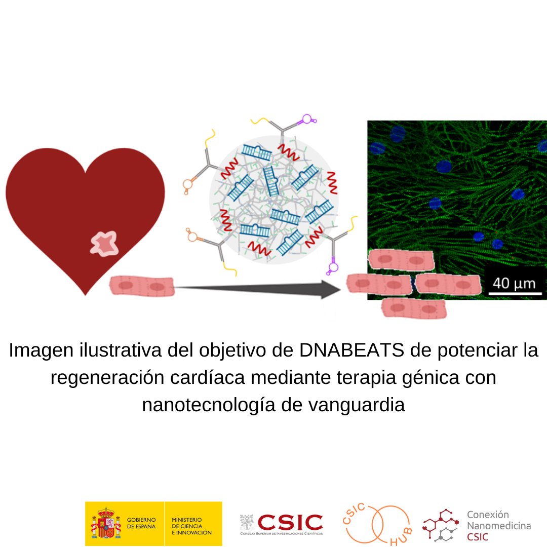 Silvia Hernández Ainsa, científica del grupo @clip_group_lab @INMAdivulga, coordina el proyecto  DNABEATS, que busca potenciar la regeneración cardíaca tras el infarto de miocardio con nanotecnología de vanguardia

Más información: bit.ly/3t8v08p

#ConexionesCSIC