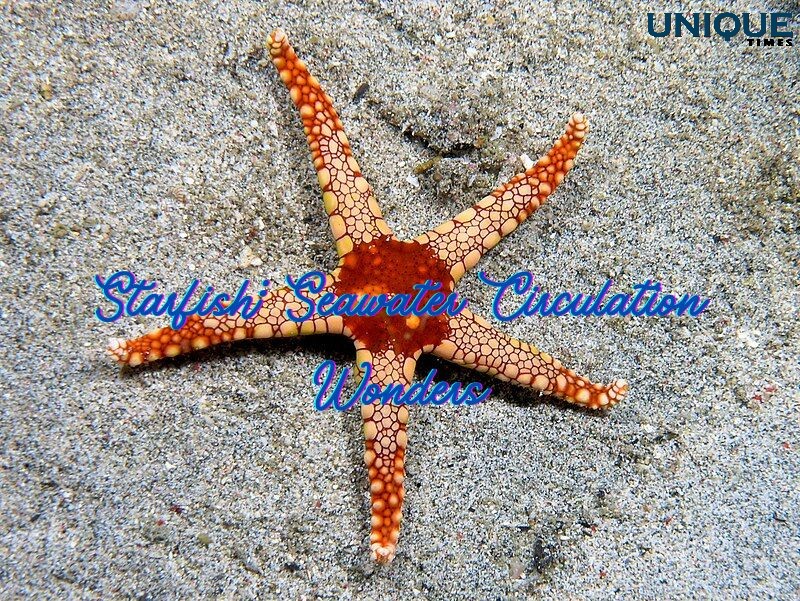 Starfish: The Marvelous Circulatory System Of The Ocean

Know more: uniquetimes.org/starfish-the-m…

#uniquetimes #LatestNews #starfish #ocean #circulatorysystem #adaptation #respiration