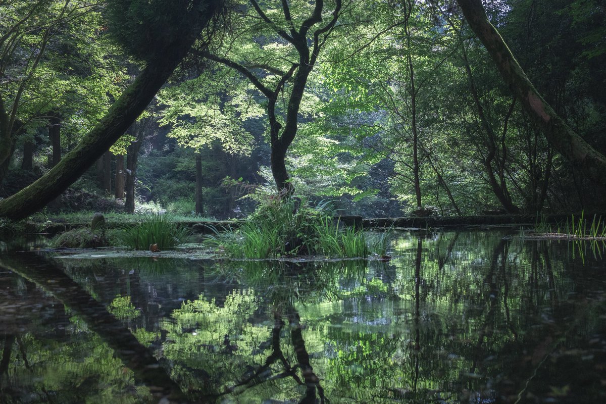 原生林に囲まれた水源の鏡面世界✨

#これソニーで撮りました
#hyfilter