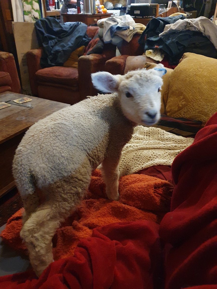Bob comes in of a night as these el nino spring nights are getting quite cool. But this was not part of the deal.... into your pen bob. 
#lambspam