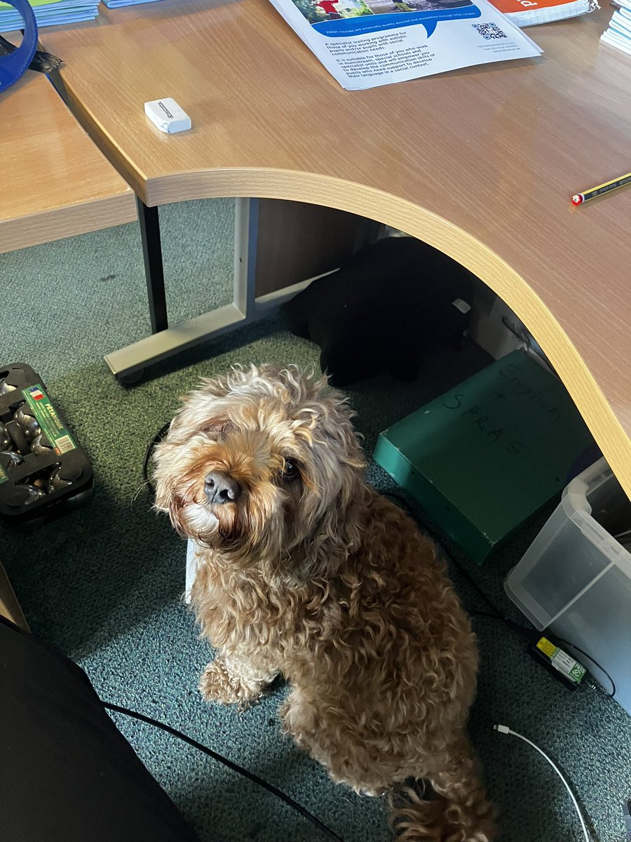 Every teacher should have a dog under their desk