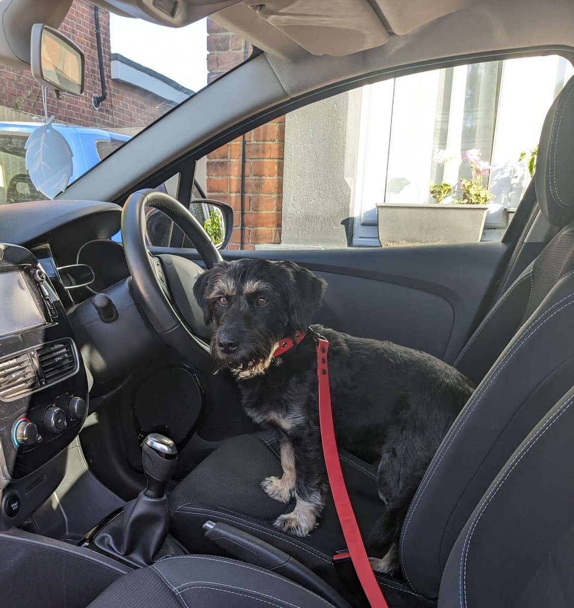 ernpup's tweet photo. Where to, Madam? 🐶🚘 #illdrive #chauffeur #dogsofx #dogsoftwitter https://t.co/4nClynU99s