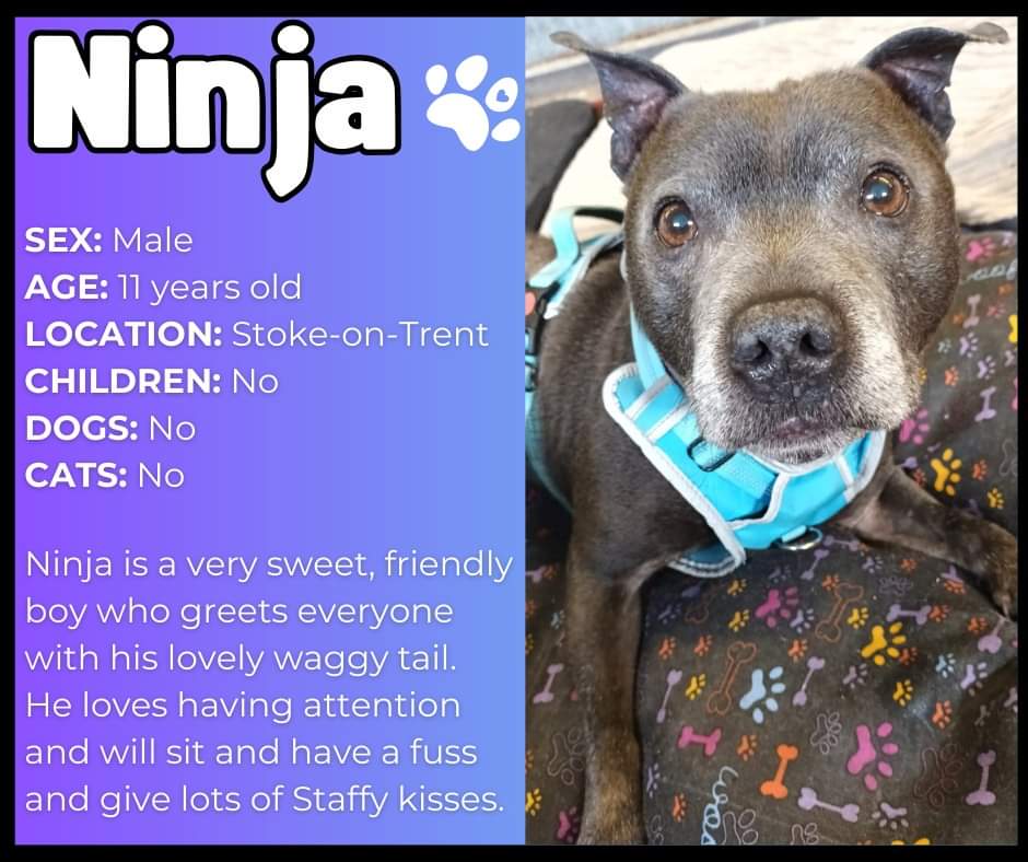 Good morning Staffy Lovers! Our sweet little fella Ninja is hoping and praying that today will be the day he finds his pawfect furever home 🏡 He's been waiting for so long now, please share his sweet little face 😊 ♥️ Discover more at seniorstaffyclub.co.uk/adopt-a-staffy… #seniorstaffy ♥️♥️