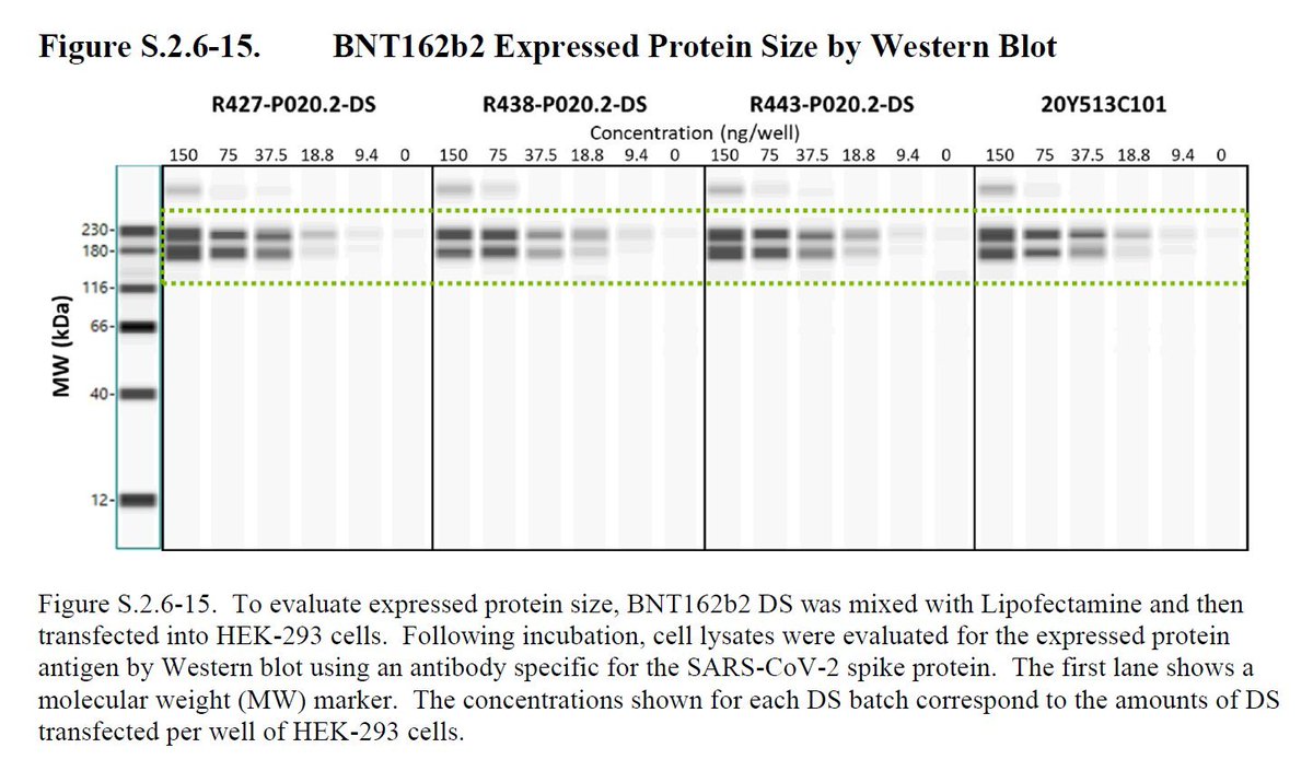 Jikkyleaks's tweet image. WHOA stinky cheese 🧀🧀🧀

Do Hanna et al have a good explanation for their ridiculous automated Western Blots?

Here's what Pfizer submitted to the EMA. 
Two bands. 
Is someone telling porkie pies?

#Blotgate 
@sonia_elijah @JesslovesMJK @chrismartenson