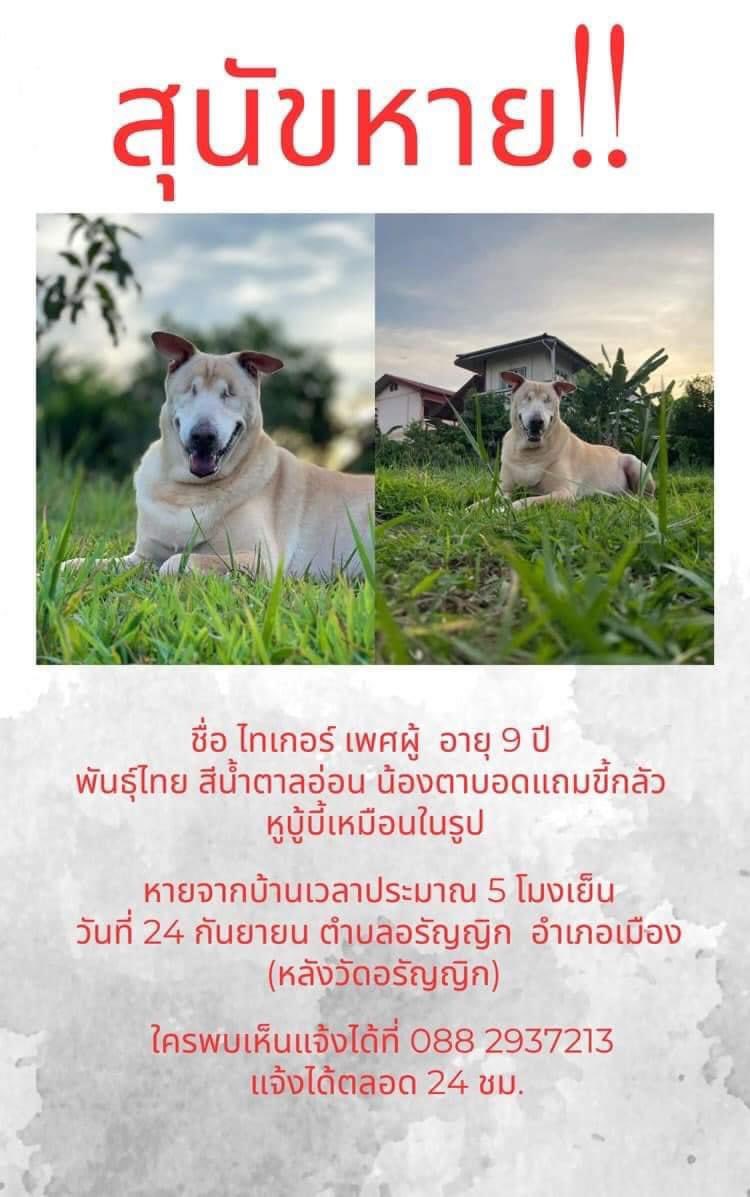 ใบเฟิร์นรักสัตว์ tweet media