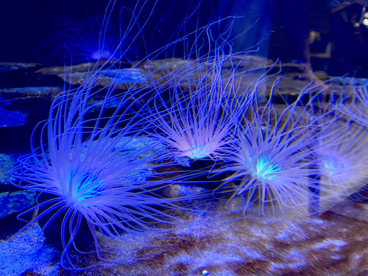 lupin_rio's tweet photo. アトア 🐬🐟🐠🫧

この間初めて行ってきました🥹🩵
幻想的？現代的？で綺麗だった！

癒されたぁ~(  ᐢᢦᐢ )🤍🤍🤍 https://t.co/BDsaoMVE0C