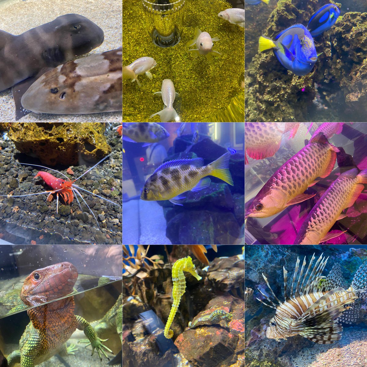lupin_rio's tweet photo. アトア 🐬🐟🐠🫧

この間初めて行ってきました🥹🩵
幻想的？現代的？で綺麗だった！

癒されたぁ~(  ᐢᢦᐢ )🤍🤍🤍 https://t.co/BDsaoMVE0C
