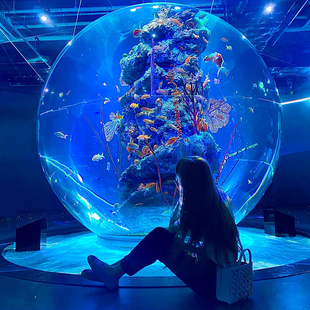 lupin_rio's tweet photo. アトア 🐬🐟🐠🫧

この間初めて行ってきました🥹🩵
幻想的？現代的？で綺麗だった！

癒されたぁ~(  ᐢᢦᐢ )🤍🤍🤍 https://t.co/BDsaoMVE0C