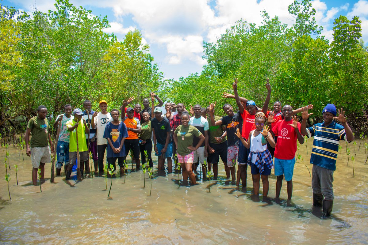 KCCGP_'s tweet photo. We planted about 15k mangroves last Saturday one thing that came out clear is that mangrove plantation sites pose challenges due to intricate ecosystems, tides, and soil conditions, making fork management complex and demanding #ecosystem #60millipnMangroves #GroWithUs #KCCGP https://t.co/nESyjTN6Qo