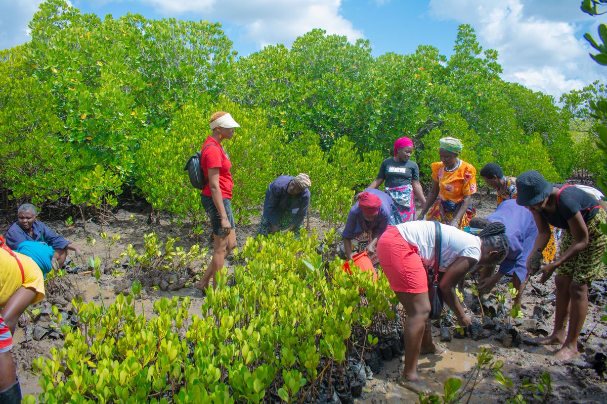 KCCGP_'s tweet photo. We planted about 15k mangroves last Saturday one thing that came out clear is that mangrove plantation sites pose challenges due to intricate ecosystems, tides, and soil conditions, making fork management complex and demanding #ecosystem #60millipnMangroves #GroWithUs #KCCGP https://t.co/nESyjTN6Qo