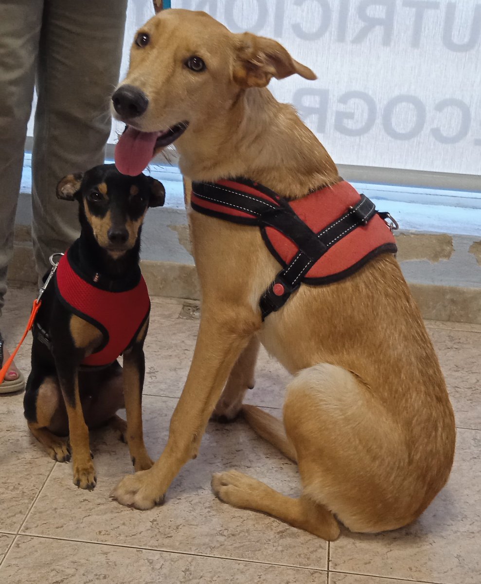 Sol está visitando el veterinario y ha hecho un amigo nuevo. El pequeño Nikko y es del #AdoptaSalvaUnaVida #APEA #Benaguasil #PerrosDeX #DogsOfX #AdoptaNoCompres  #AdopcionResponsable