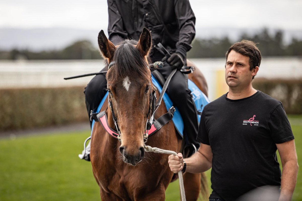 TivertonR2R's tweet photo. Capitalist 10.50 @NewgateFarm #NewgateFarm @LauraLebedeff @inglis_sales #inglisready2race https://t.co/18aDtepR9D