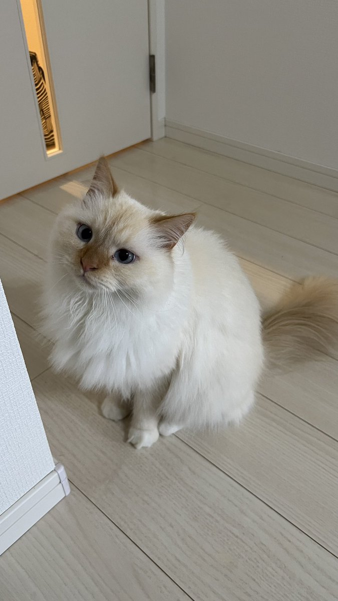 aria_diary_0815's tweet photo. 後ろからじっと見てる
#猫好きさんと繋がりたい #猫のいる暮らし https://t.co/CyOudk9G7r