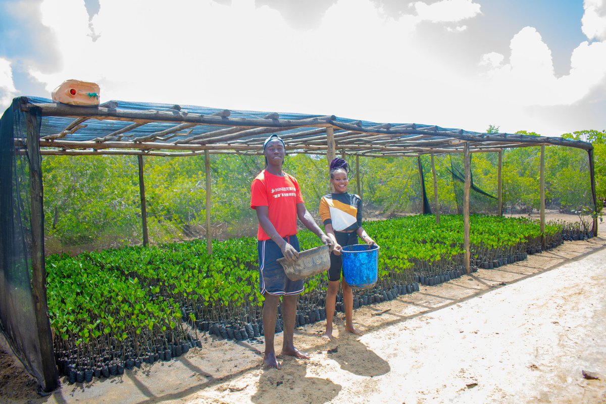 KCCGP_'s tweet photo. Oour mangrove nurseries now holds over 400k seedlings that need to be planted ..you can donate a seedlings plus you can valunteer to come plant with us ..or just support us by buying seedlings thank .. our aim is to plant over 60Million Mangrove by 2029..#60MillionMangrove #KCCGP https://t.co/nvi2UNwvBB