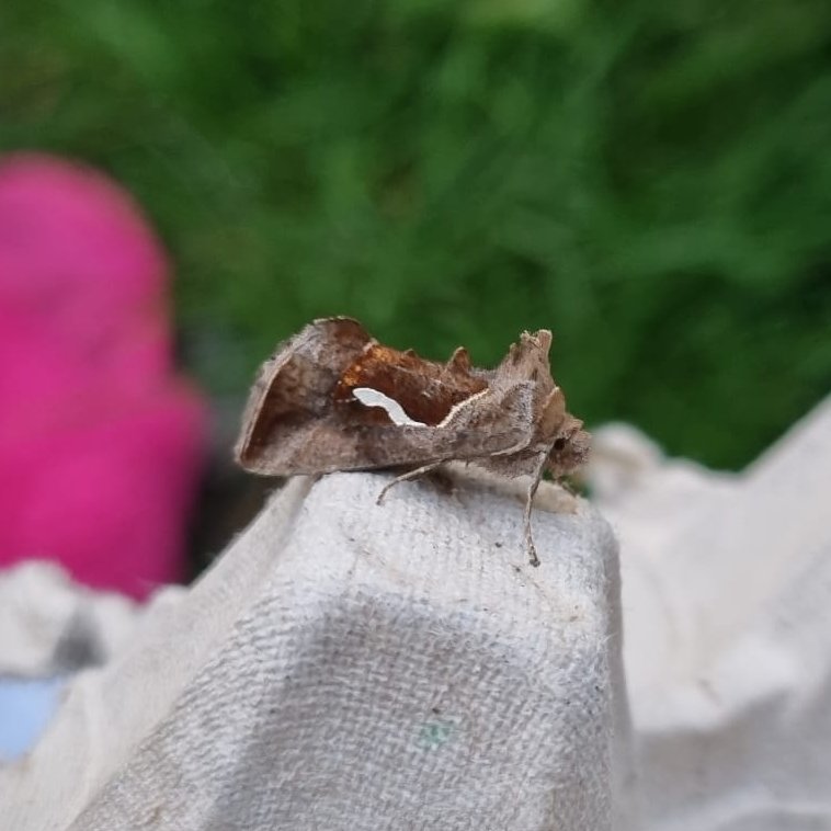 Slightly late post due to crazy weekend but had this absolutely gorgeous Dewick's Plusia in the trap on Saturday morning in Derbyshire! @MigrantMothUK @DaNES_Insects