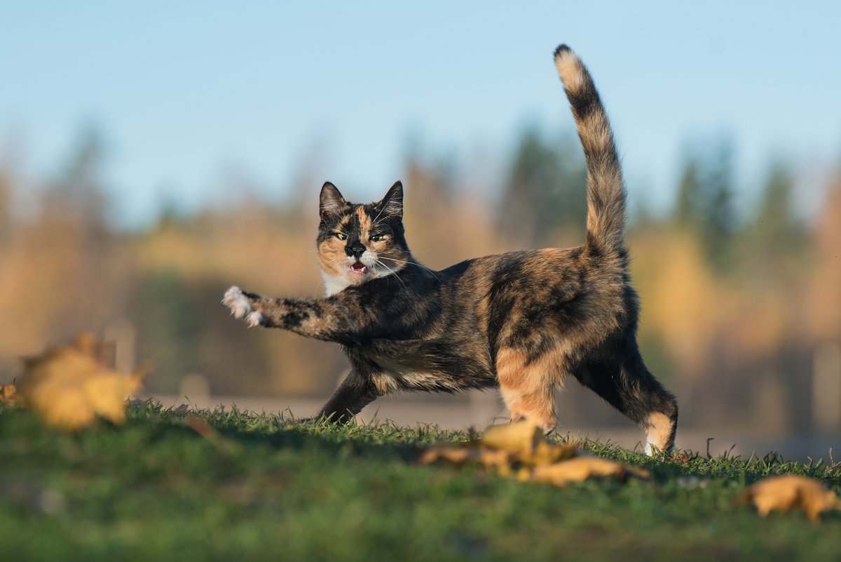 VitaPaws's tweet photo. 🍂 Strutting into Autumn! 🐾 
Here at VitaPaws, this is our favourite time of the year! iI it yours too?

🐱 

#HappyCatMonth https://t.co/HvqulIdOBw