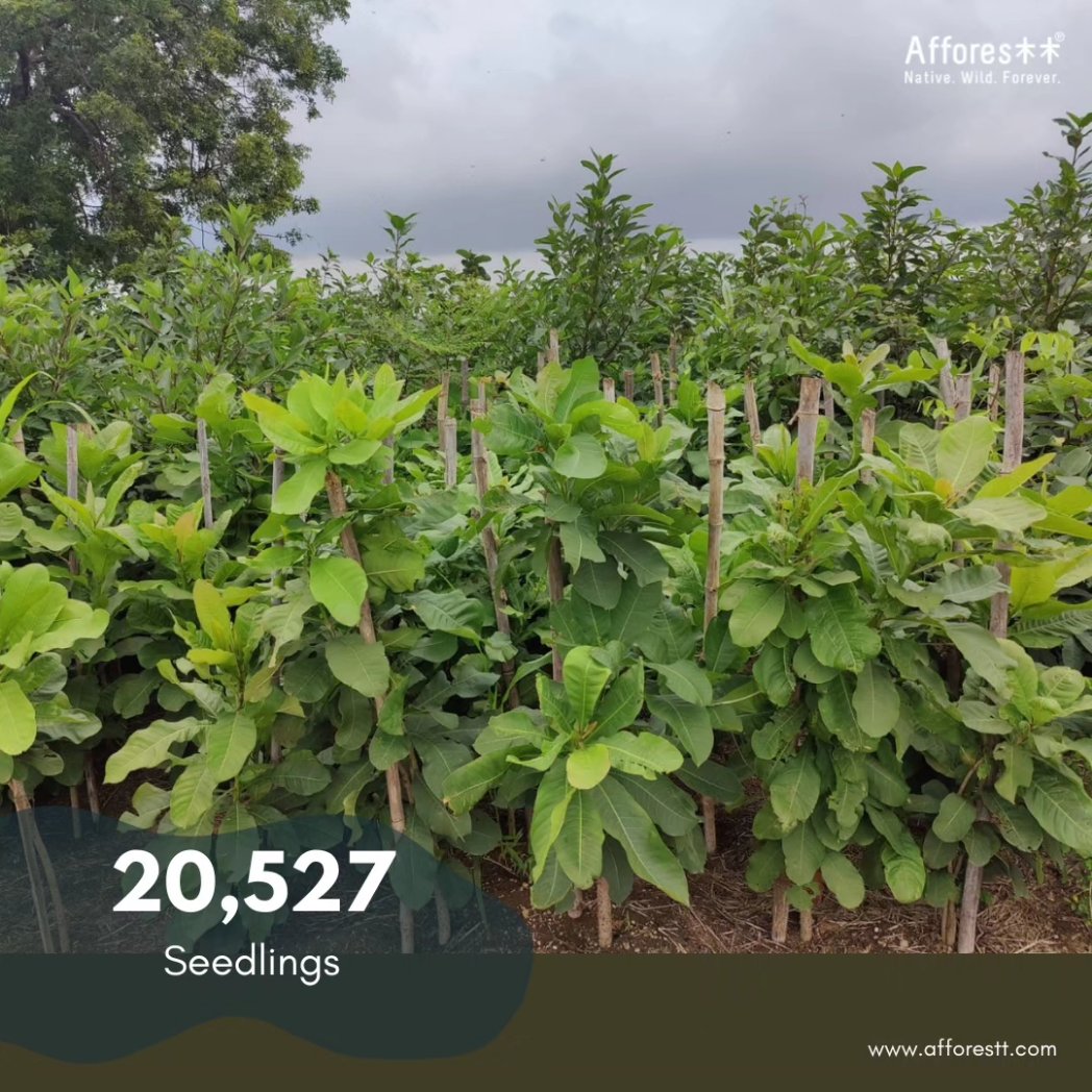 afforestt's tweet photo. Our Forest in Chevella, near Hyderabad has become self-sustainable
#afforestation #Afforestt #IndigenousSpecies #Nature #NaturalPatterns #NativeWildForever #hyderabad #India https://t.co/dB2aAW1uuy