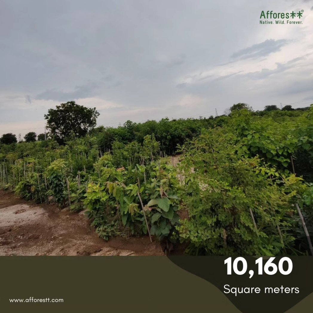 Our Forest in Chevella, near Hyderabad has become self-sustainable #afforestation #Afforestt #IndigenousSpecies #Nature #NaturalPatterns #NativeWildForever #hyderabad #India