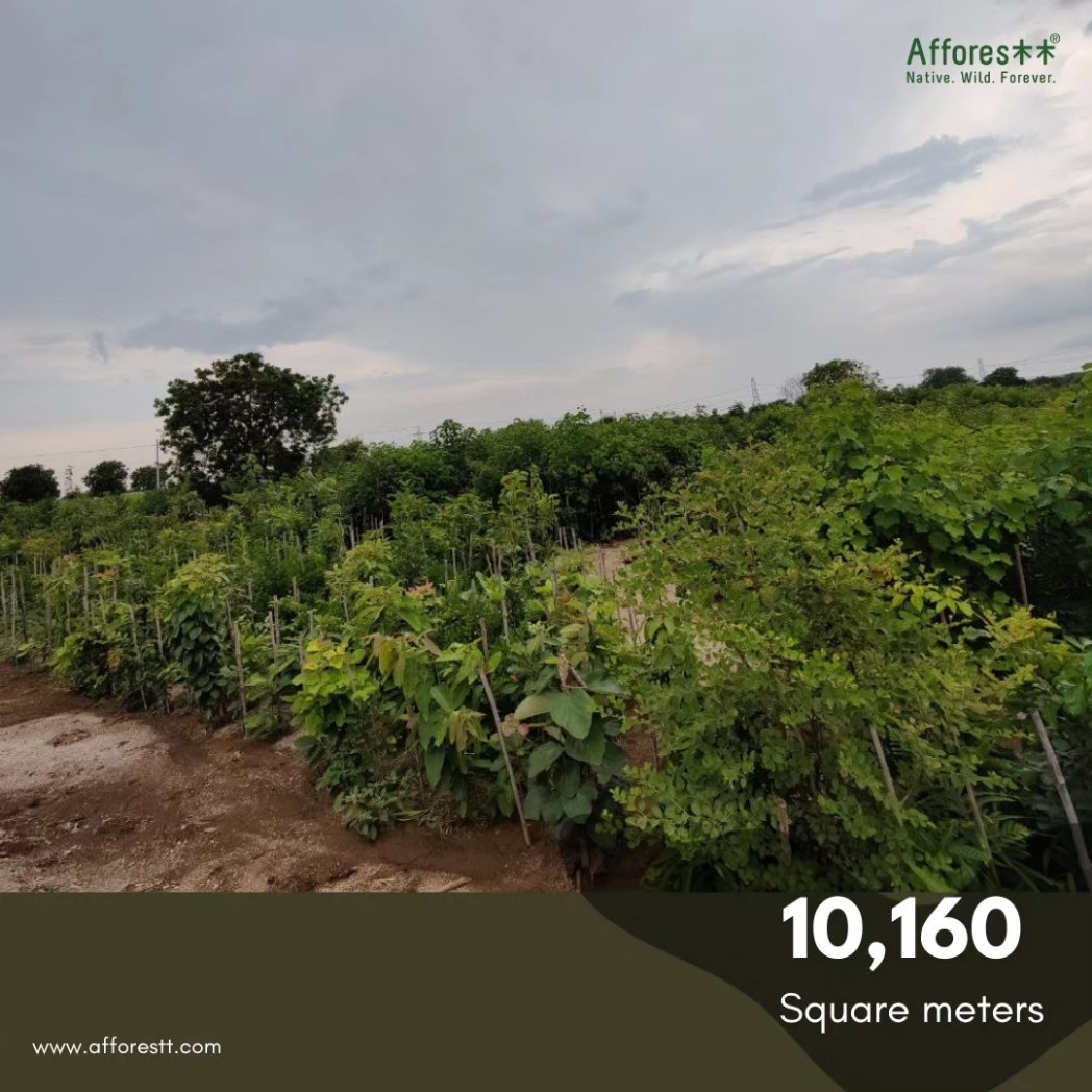 afforestt's tweet photo. Our Forest in Chevella, near Hyderabad has become self-sustainable
#afforestation #Afforestt #IndigenousSpecies #Nature #NaturalPatterns #NativeWildForever #hyderabad #India https://t.co/dB2aAW1uuy