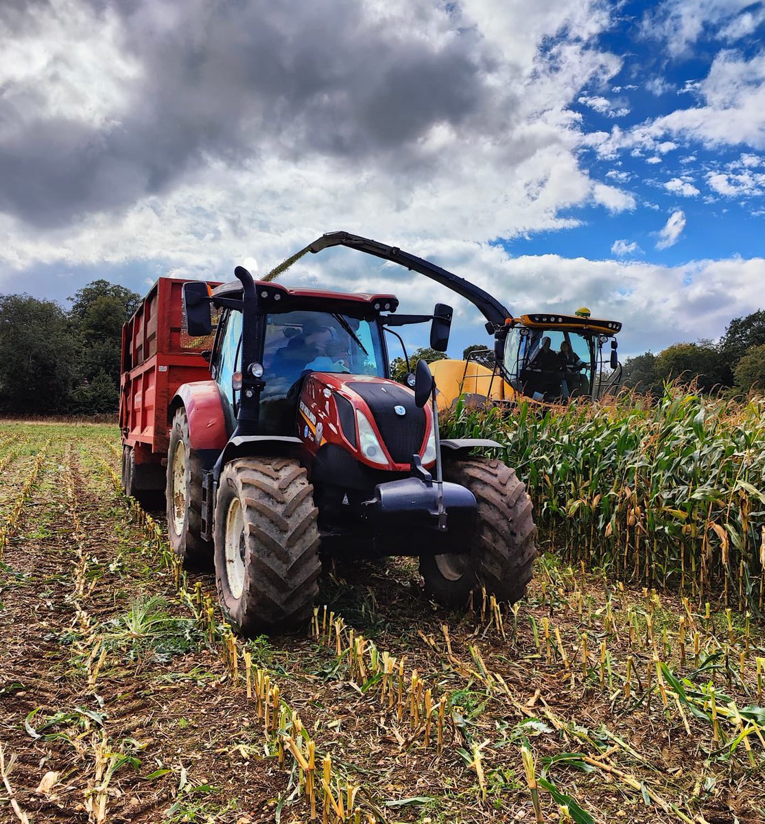 Making the most of the dry spell ☀️to get some maize harvest done 🌽🚜