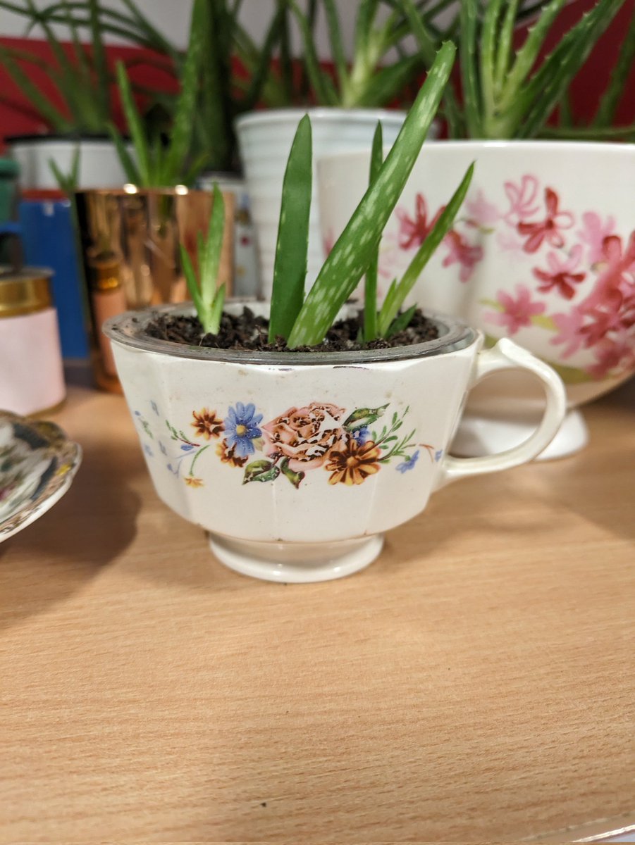 One of my lovely Nan's old tea cups, complete with a used trifle pot, all upcycled &amp; ready to find a new home, complete with Aloe Vera! Could you be a lucky owner of this. Pop &amp; say hello in Baines 1.06 from 1pm for our <a href="/LeedsHealthcare/">School of Healthcare</a> welcome, welcome back event.