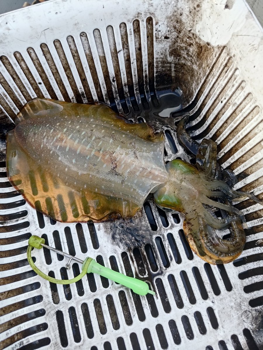 abe2him's tweet image. 一年ぶりの穴水にアオリイカと戯れに…
今年は過去最高に渋くないですかー涙