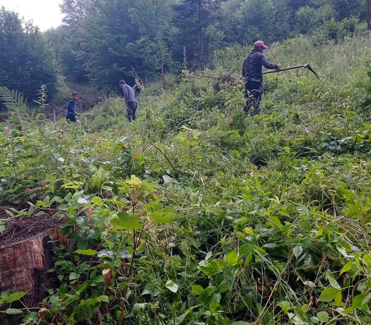 RNP_Romsilva's tweet photo. Muncitorii silvici efectuează descopleșiri pe suprafețe de fond forestier de stat administrate de Ocolul Silvic Toplița din cadrul Directia Silvica Harghita, regenerate artificial sau mixte.
#forestwork #trees #forestry #silva #Romania #forestmanagement #SFM https://t.co/dtgXqoU9AF