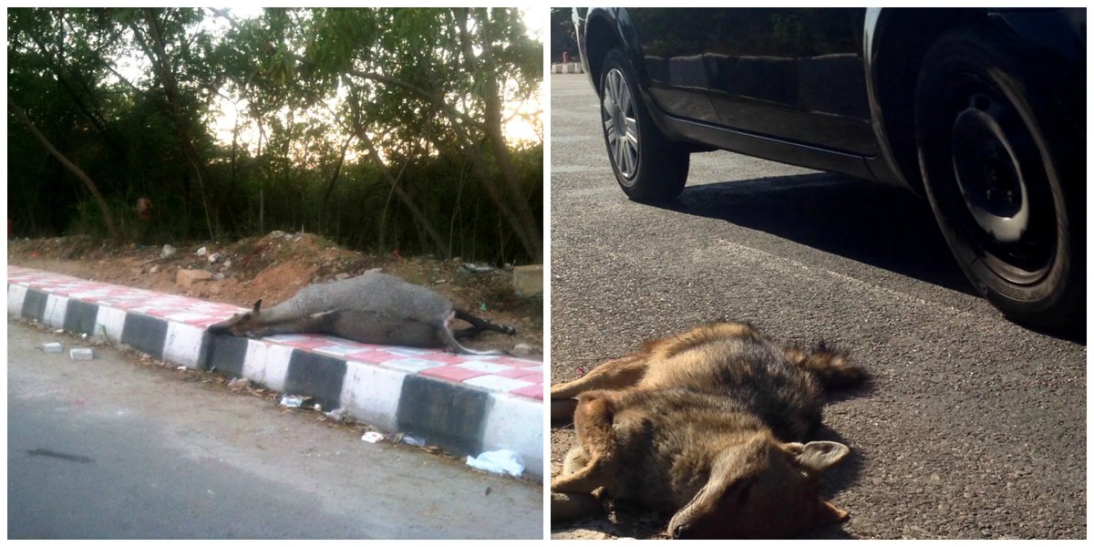 CUES (@cuesonline) on Twitter photo Whose lives count?
Small mammals, amphibians & reptiles as roadkill are victims; charismatic megafauna like tigers become tragedies.
<a href="/AJImmanuel/">Ajay Immanuel Gonji</a> argues for #roads to be reimagined as shared spaces for movement in the anthropocene:
cuesonline.org/2021/10/05/lif…
#NationalRoadkillDay Whose lives count?
Small mammals, amphibians & reptiles as roadkill are victims; charismatic megafauna like tigers become tragedies.
<a href="/AJImmanuel/">Ajay Immanuel Gonji</a> argues for #roads to be reimagined as shared spaces for movement in the anthropocene:
cuesonline.org/2021/10/05/lif…
#NationalRoadkillDay