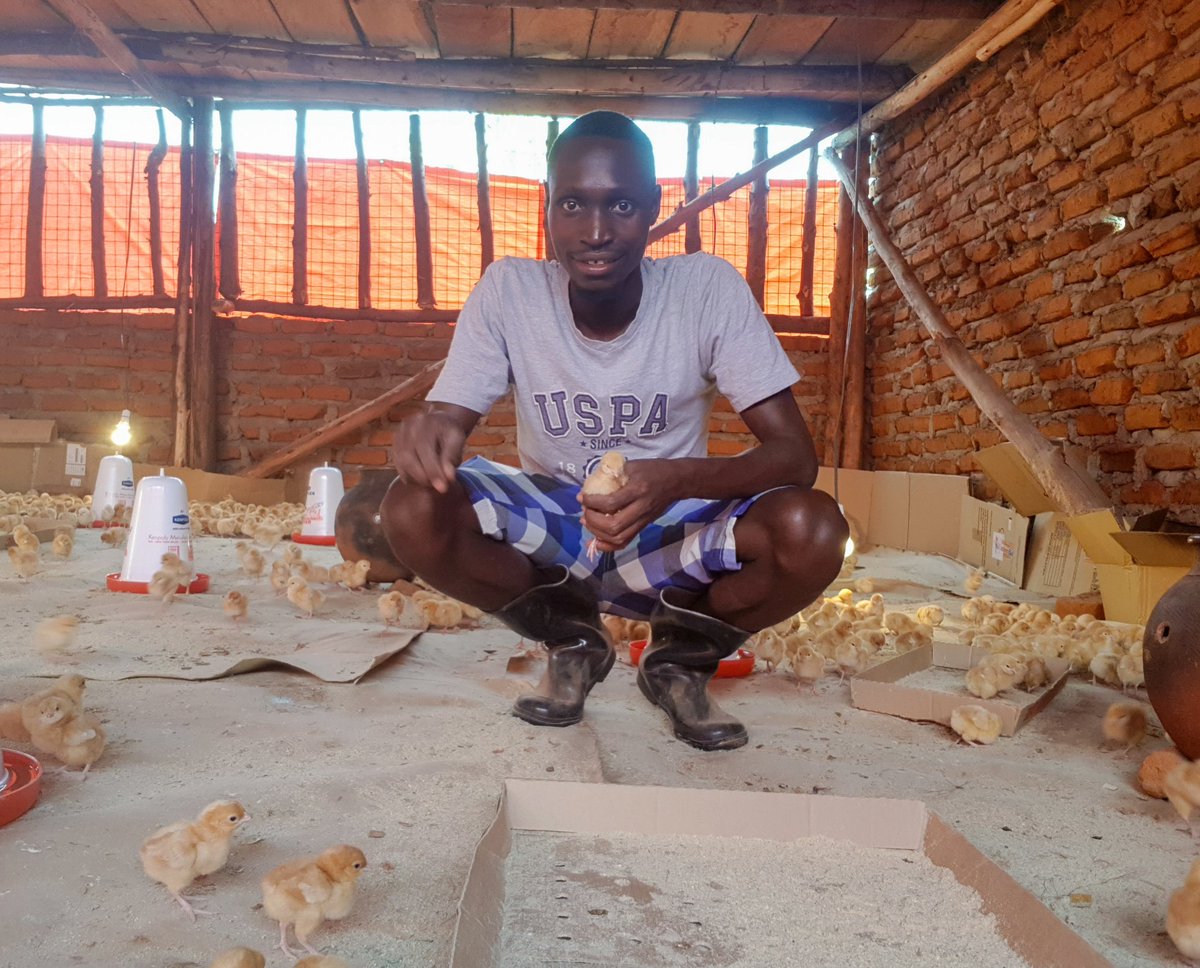 MasabaDaniel's tweet photo. 4th May 2019. Day 2 of me raising chicks for the first time. I took 1-week leave from work to sleep in the chicken barn to raise them. 
I'm so glad I made the decision.
Looking back now, it was just the start of a crazy generational impact. 
#farmup #drdaniel #farming https://t.co/M3Ff2mhq2M