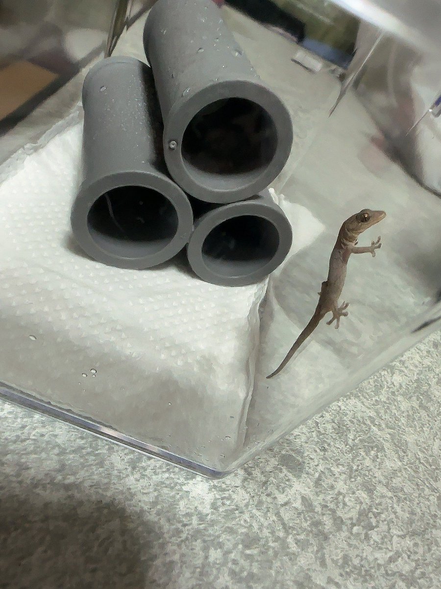 bibi_next's tweet photo. ニホンヤモリベビー捕獲(・∀・)ゞ
連れて帰ってきた🦎 https://t.co/NadQlKUbOO