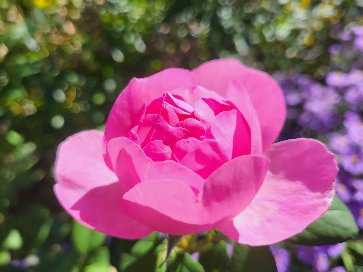 Quelques souvenirs d'un chouette après-midi passé au parc des eaux vives à Genève pour vous souhaiter un beau #LundiFleuri et une belle semaine