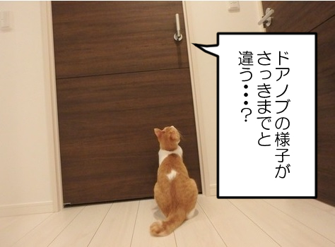 (3/3)なぜか物置部屋にだけやたら執着してチャレンジしまくる健気なナギさんでした🐈ヤタさんは高みの見物です🐈‍⬛ 