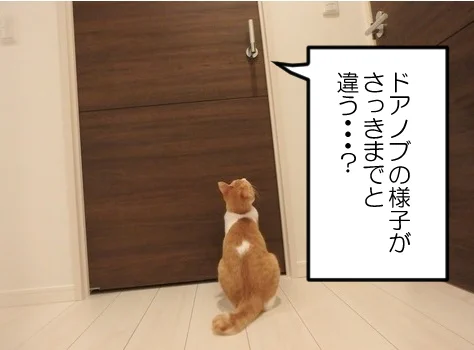 (3/3)なぜか物置部屋にだけやたら執着してチャレンジしまくる健気なナギさんでした🐈ヤタさんは高みの見物です🐈‍⬛ 