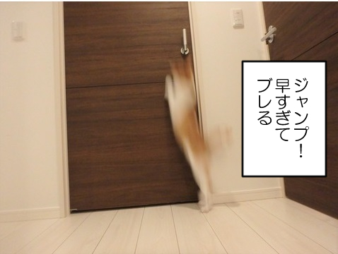 (3/3)なぜか物置部屋にだけやたら執着してチャレンジしまくる健気なナギさんでした🐈ヤタさんは高みの見物です🐈‍⬛ 