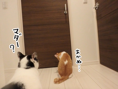 (3/3)なぜか物置部屋にだけやたら執着してチャレンジしまくる健気なナギさんでした🐈ヤタさんは高みの見物です🐈‍⬛ 