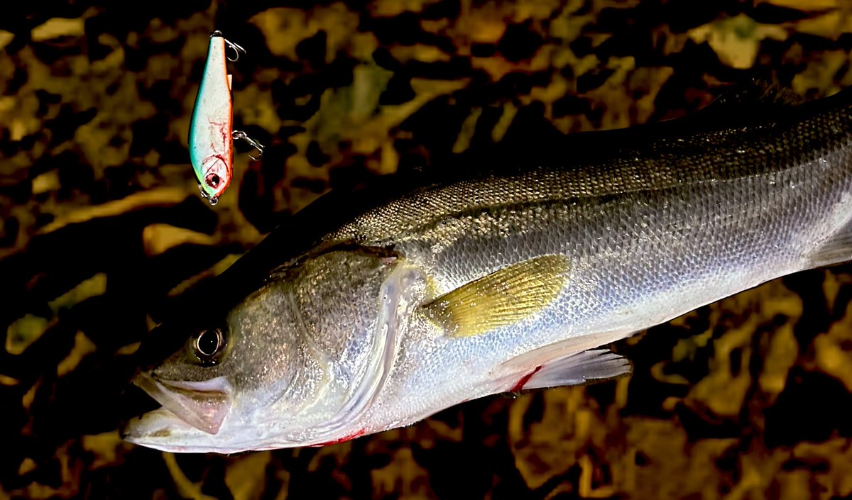 bluefishing0928's tweet photo. 良さげな条件に見えたけど残念ながらサイズは出ず、、、フッコクラスはスラローム系がハマって5キャッチくらい。セイゴは無限()
17キャッチくらい、、たぶん、、
お疲れ様でした!
#Megabass #X80Mugnum
#Pickup #ワスプスラローム80s
#NORTHCRAFT #AirOGRE85SLM
#blueblue #ジョルティ https://t.co/K91eRKLRVH