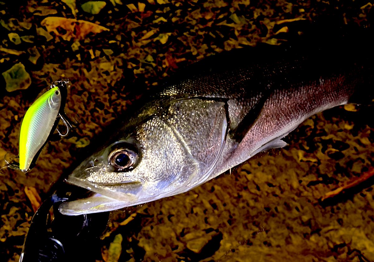 bluefishing0928's tweet photo. 良さげな条件に見えたけど残念ながらサイズは出ず、、、フッコクラスはスラローム系がハマって5キャッチくらい。セイゴは無限()
17キャッチくらい、、たぶん、、
お疲れ様でした!
#Megabass #X80Mugnum
#Pickup #ワスプスラローム80s
#NORTHCRAFT #AirOGRE85SLM
#blueblue #ジョルティ https://t.co/K91eRKLRVH