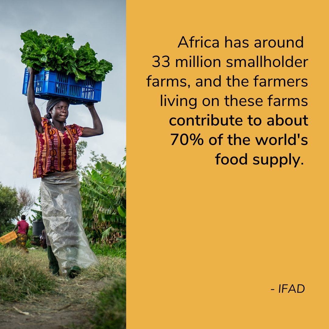 Investing in small-scale agriculture reduces poverty and increases countries' food production.

Nuru supports locally-led farmer organizations in delivering agricultural programs that are designed to increase household incomes and improve food security.