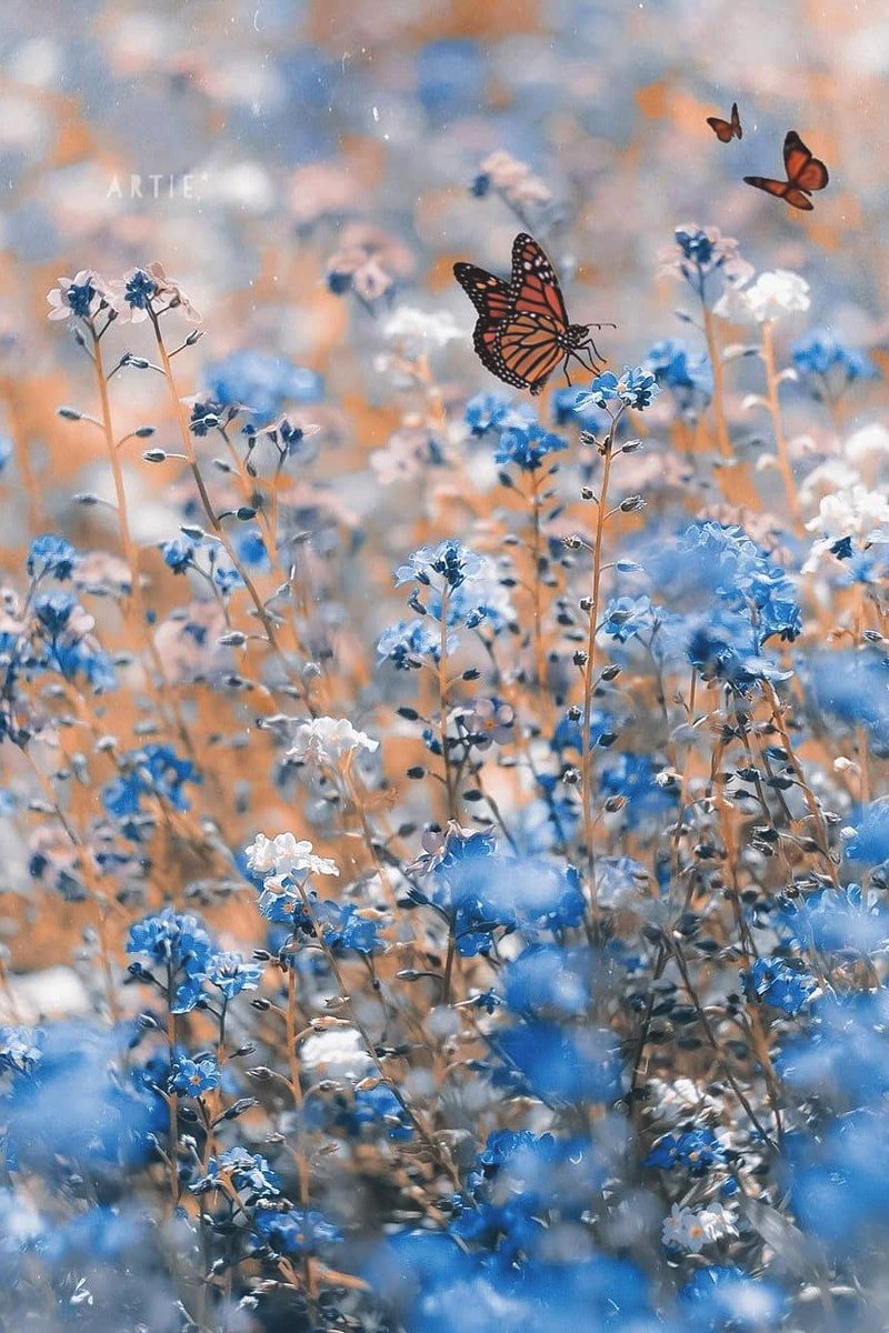 TLeoni311's tweet photo. Beautiful day for all ✿εїз✿ https://t.co/jJEmQll4tq