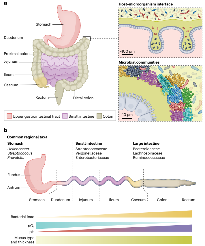 The gut microbiota and its biogeography McCallum & Tropini discuss physical and biological factors affecting microbiota biogeography and organization at different scales. They overview the whole gut at the macroscale and zoom in to the scale of host and microbial interactions.