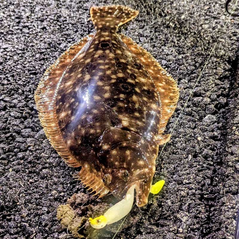 CulpritFishing's tweet photo. @marsh_dweller_outdoors NYC flounder!
https://t.co/o2t02k47PY
#riptide #mullet #riptidemullet https://t.co/Np00T1Lwuj