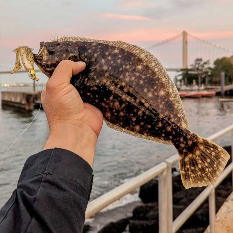 CulpritFishing's tweet photo. @marsh_dweller_outdoors NYC flounder!
https://t.co/o2t02k47PY
#riptide #mullet #riptidemullet https://t.co/Np00T1Lwuj