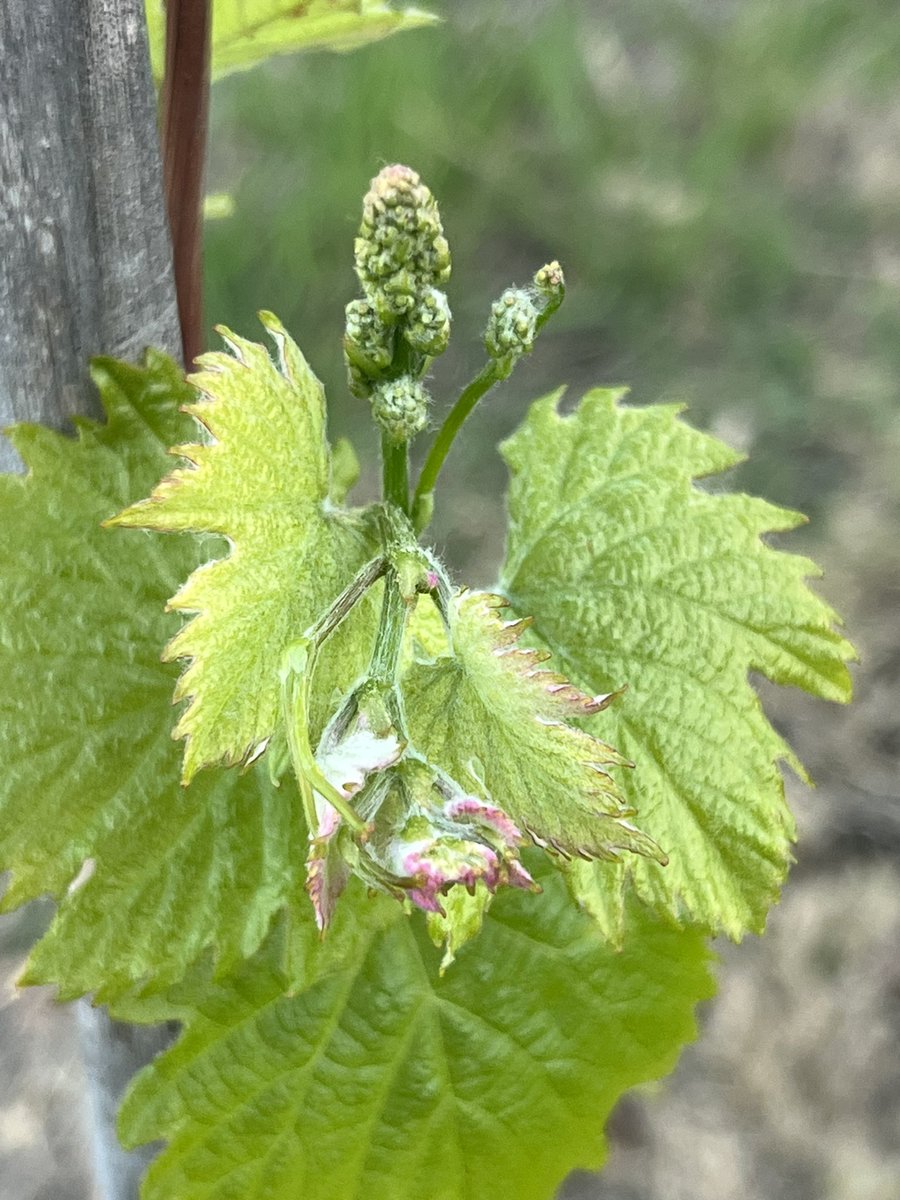 alevigilmalbec's tweet photo. Comienzo de ciclo , comienzo de sueños ❤️�� https://t.co/5tM2FW2gwI